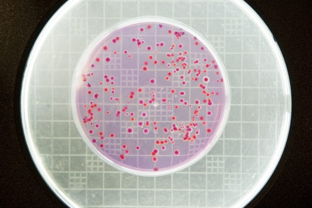 LaboratorioMicrobiologia10