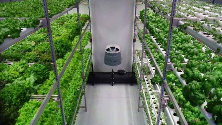 Grow to Green e Manteigaria Silva juntam tradição e tecnologia para o lançamento da primeira salada de Indoor Farming em Portugal