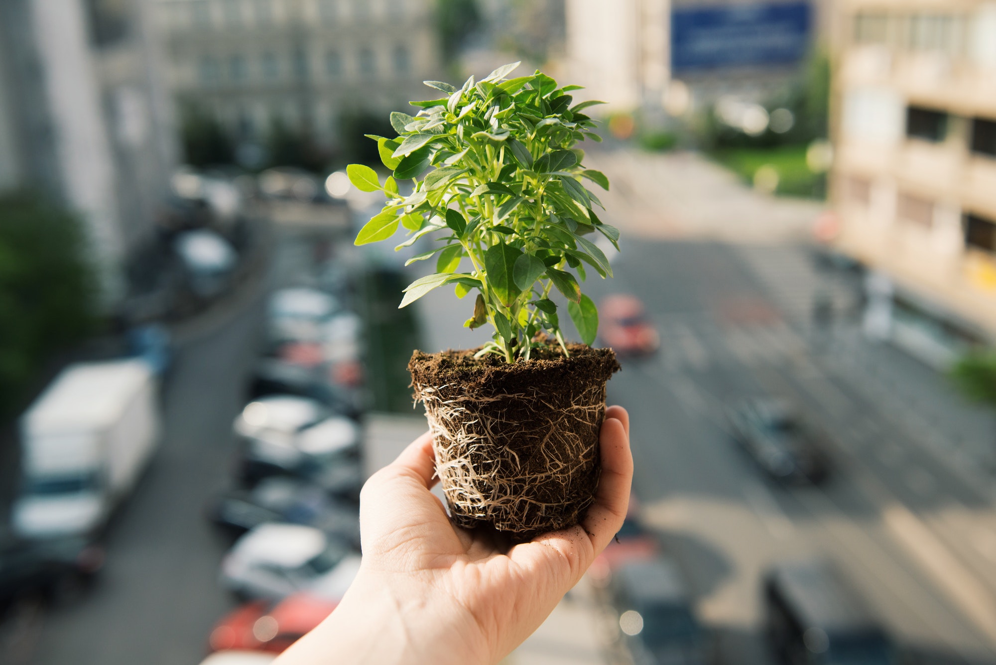 Hand holding green plant with roots and soil over a city background