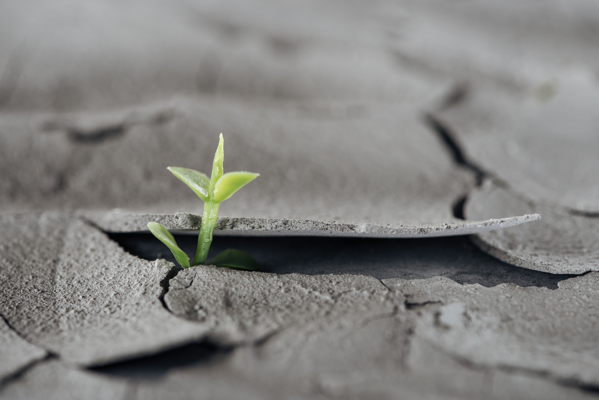 selective focus of young green plant on cracked ground surface global warming concept